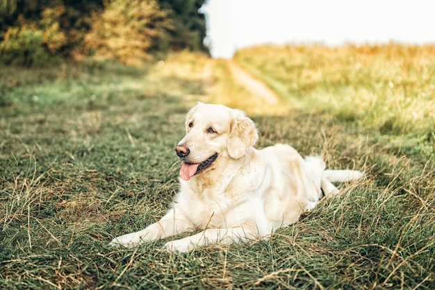 Goldener Apportierhund, der auf dem Gras im Park liegt