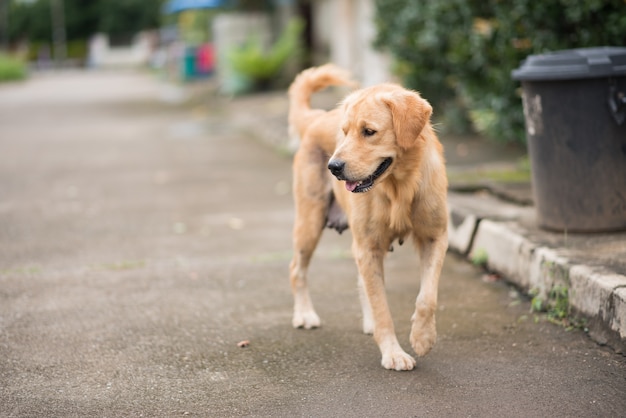 Goldener Apportierhund, der auf die Straße geht