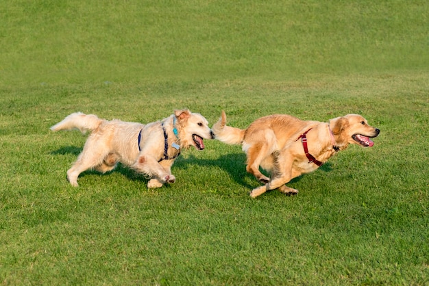 Goldener Apportierhund zwei, der auf Gras läuft