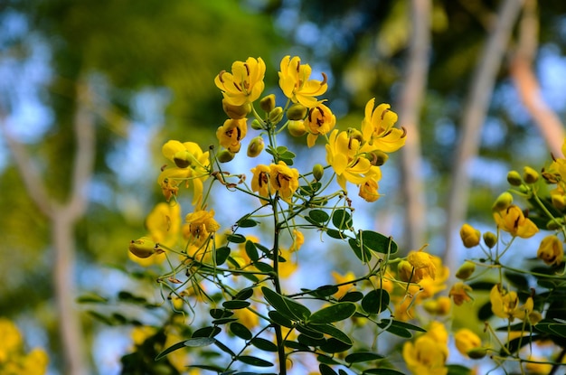 Goldener Duschbaum der Cassia-Fistel