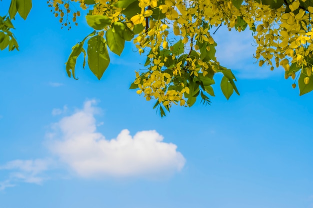 Goldener Duschbaum, der in Gelb auf dem Baum mit einem blauen Himmelhintergrund und weißen Wolken blüht.