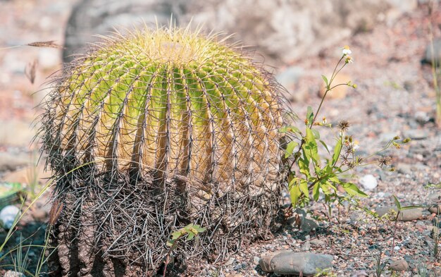 Goldener Fasskaktus (Echinocactus grusonii) in einem Trockengartengartenhintergrund, Nahaufnahme