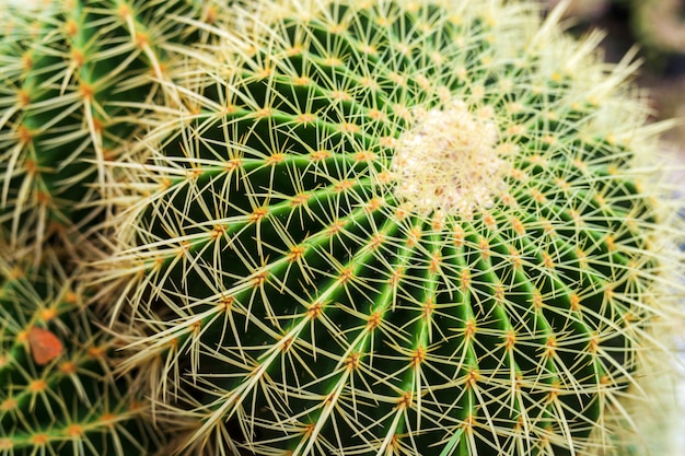 Goldener Fasskaktus, Echinocactus Grusonii-Pflanze in den Töpfen.