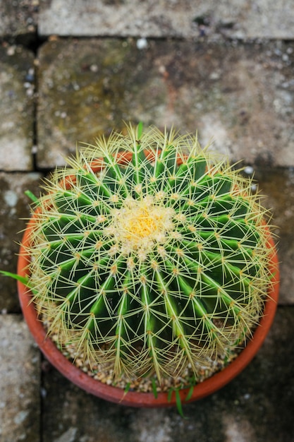 Goldener Fasskaktus, Echinocactus Grusonii-Pflanze in den Töpfen.