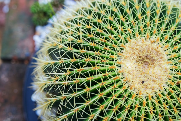 Goldener Fasskaktus, Echinocactus Grusonii-Pflanze in den Töpfen.