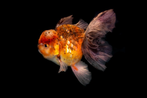 Goldener Fisch auf schwarzem Hintergrund