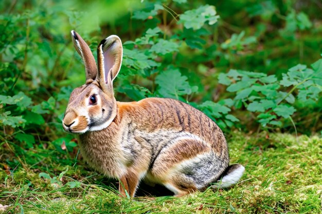 Foto goldener hase ein heller funke im wald 2