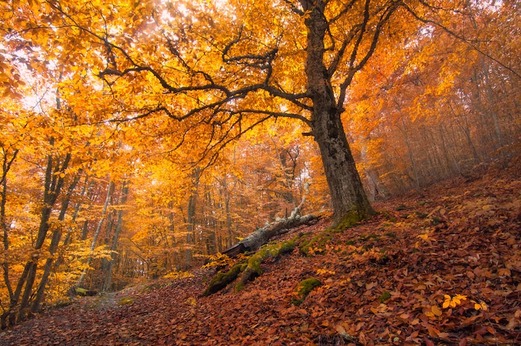 Foto goldener herbst. buchenwald demirci yayla