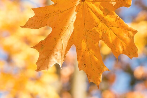 Goldener Herbst der Ahornbäume im Park