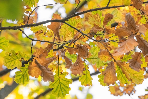 Goldener Herbst. Herbstliche Natur. Gelbe und grüne Blätter. Sonnenstrahlen. Malerische Landschaft.