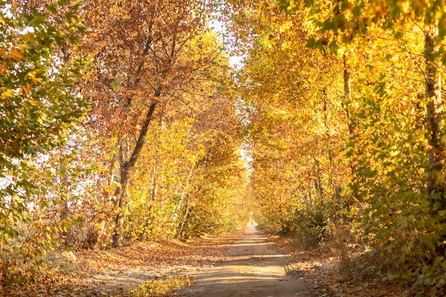 Goldener Herbst im Park