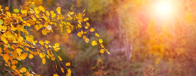 Goldener Herbst im Wald. Ast mit gelben Herbstblättern im Herbstwald bei Sonnenuntergang in warmen Herbsttönen
