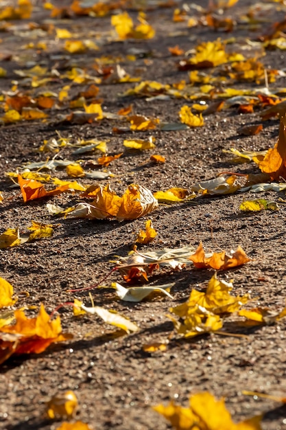 Goldener Herbst in der Stadt Gelbe Blätter auf dem Weg Herbsthintergrund Selektiver Fokus Kleine Tiefe