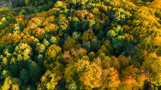 Goldener Herbst, Luftaufnahme der Waldlandschaft mit gelben Bäumen von oben