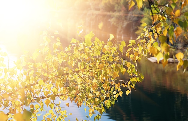 Goldener Herbst mit bunten Bäumen im alten überfluteten Steinbruch. Felsen, See und gelbe Bäume