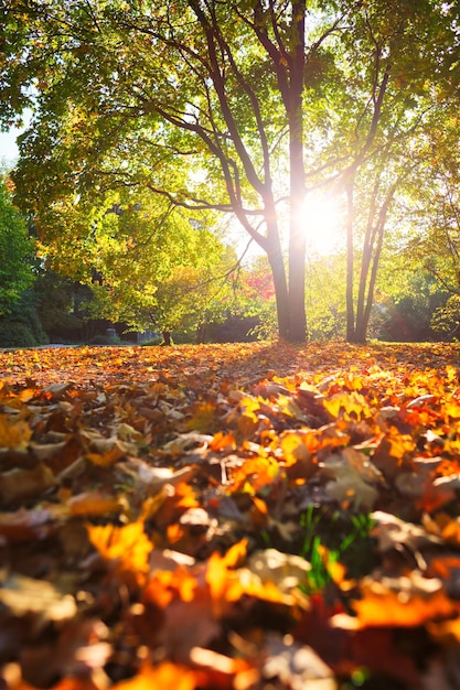 Goldener herbst oktober im berühmten münchen relax ort englishgarten münchen bayern deutschland