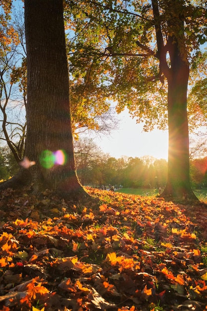 Goldener herbst oktober im berühmten münchen relax ort englishgarten münchen bayern deutschland