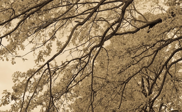 Goldener Herbst Schöner Hintergrund Getönt mit Sepiafilter und weichem Rauschen, um einen alten Kameraeffekt zu erzielen