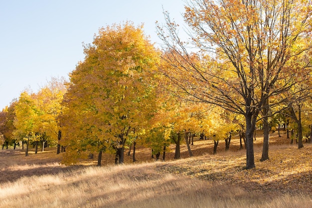 Goldener Herbst von Ahornbäumen im Park