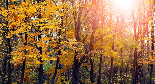 Goldener Herbst. Wald mit gelben Bäumen bei Sonnenuntergang in warmen Herbsttönen
