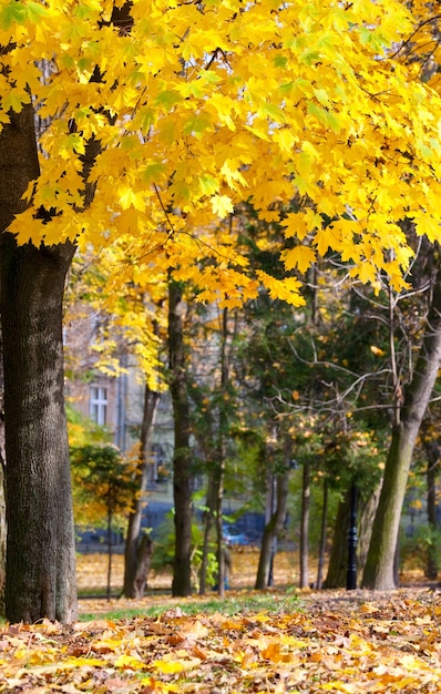 Goldener Herbststadtpark (mit großem gelben Ahornbaum auf der Vorderseite)