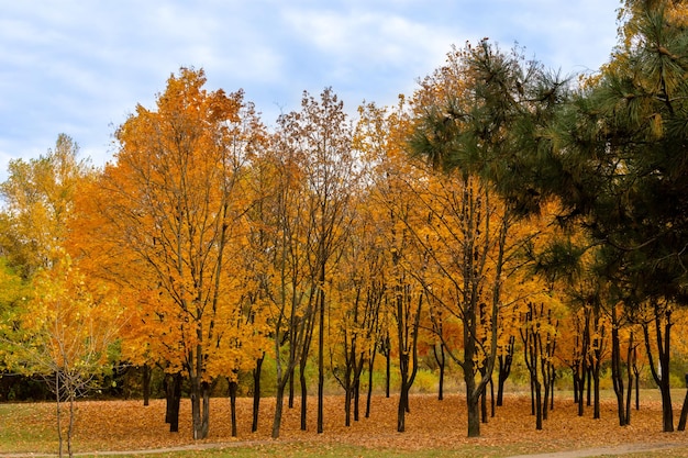 Goldener Herbstwald gelbes Laub Herbstlandschaft