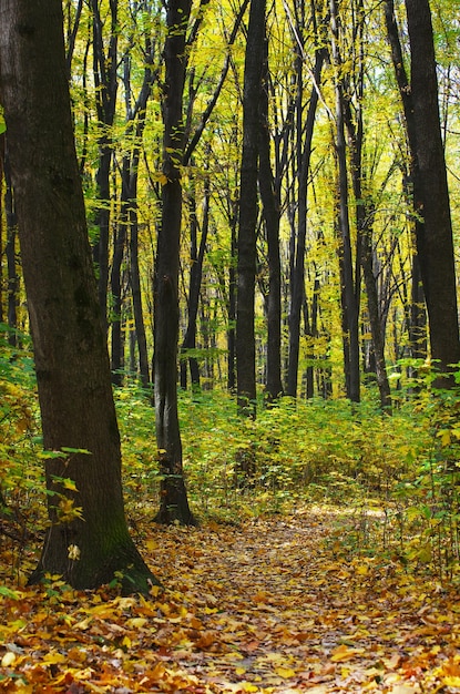 Goldener Herbstwald mit Sonnenstrahlen