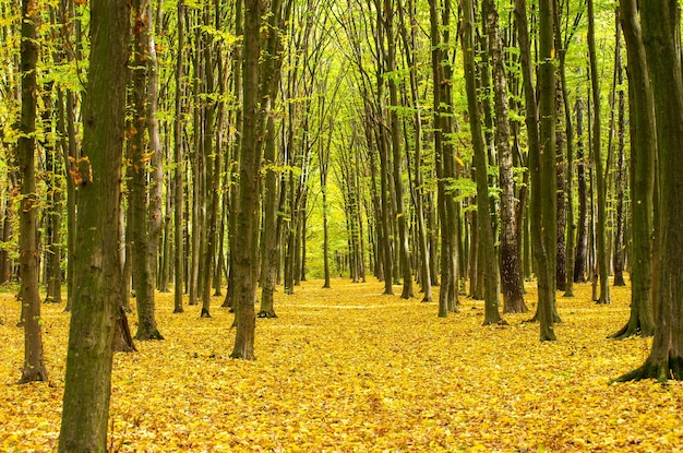 Goldener Herbstwald mit Sonnenstrahlen