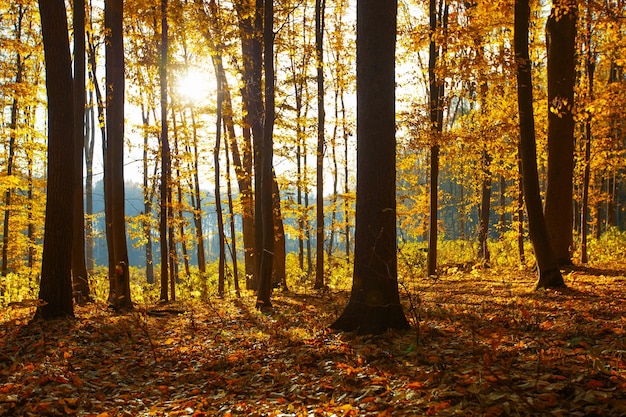 Goldener Herbstwald mit Sonnenstrahlen