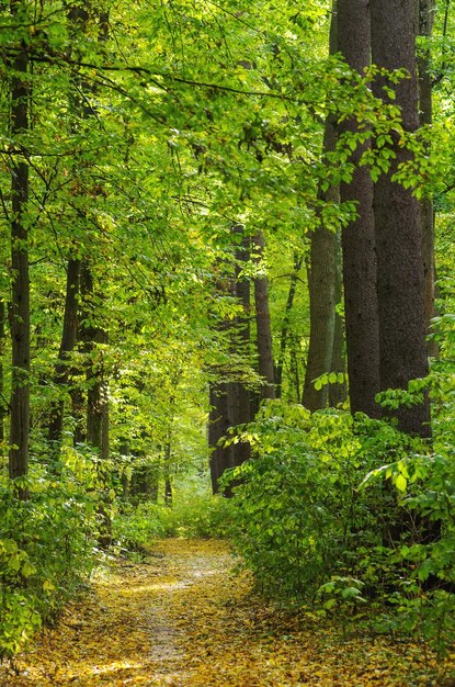 Goldener Herbstwald mit Sonnenstrahlen