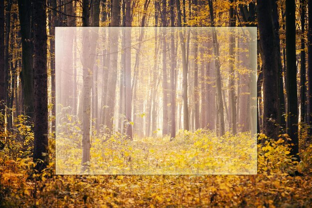 Goldener Herbstwald mit Sonnenstrahlen