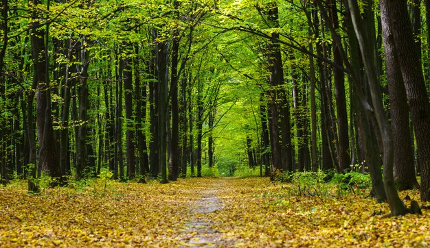 Goldener Herbstwald mit Sonnenstrahlen