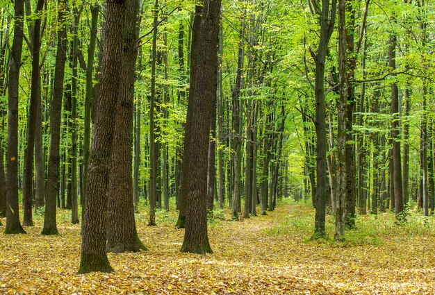 Goldener Herbstwald mit Sonnenstrahlen