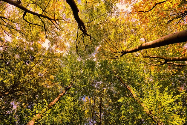 Goldener Herbstwald