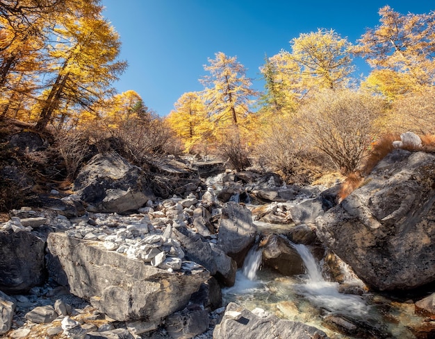 Goldener Kiefernwald mit Wasserfall, der im Herbst fließt