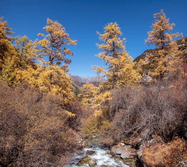 Foto goldener kiefernwald mit wasserfall im nationalpark