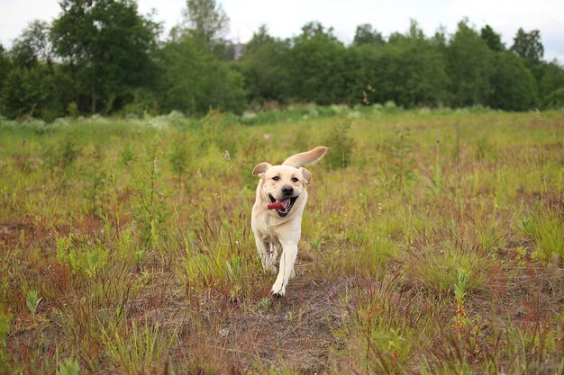 Goldener Labrador, der im Frühlingspark geht