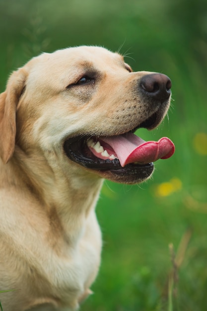 Goldener Labrador, der in einem Park sitzt