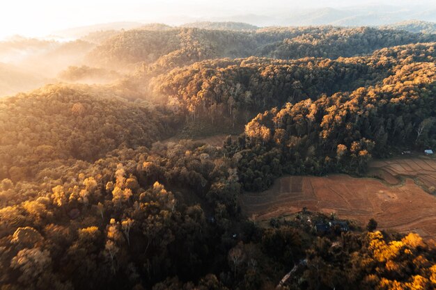 Goldener Morgennebel im Wald und Morgenlicht