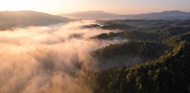 Goldener Morgennebel im Wald und Morgenlicht