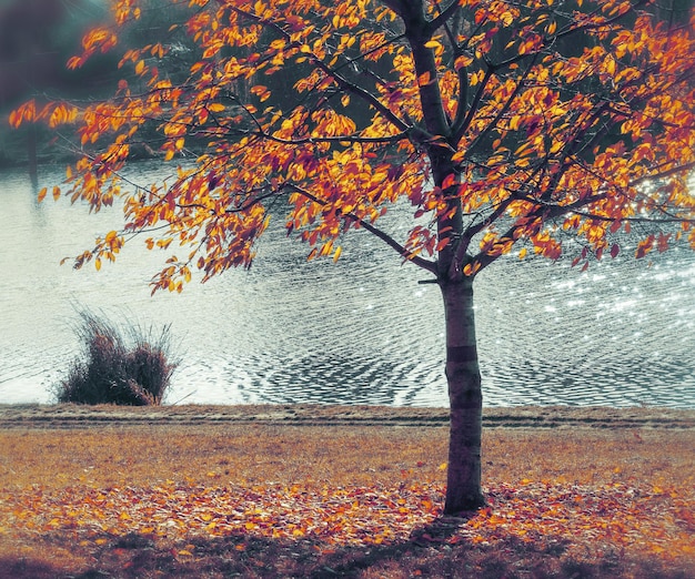 Goldener Park des Herbstes unscharfer Hintergrund