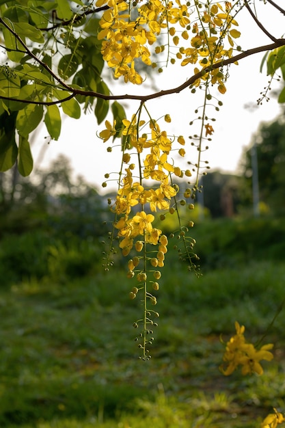 Goldener Regenbaum Gelbe Blüten der Art Cassia Fistula mit selektivem Fokus