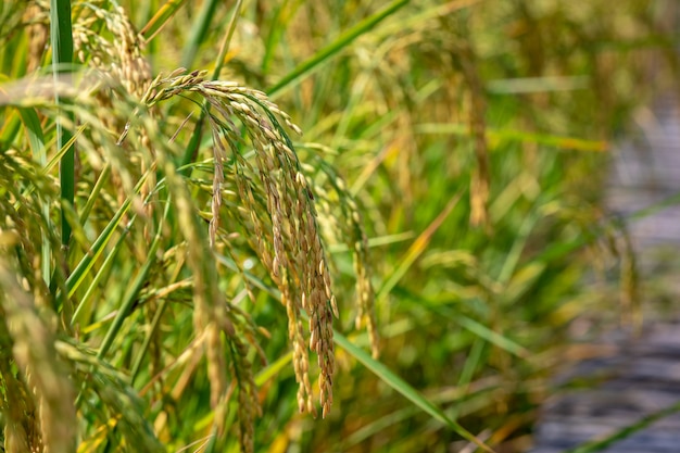 Goldener Reis roh im landwirtschaftlichen Bauernhofabschluß bis zum Punktfokusbereich