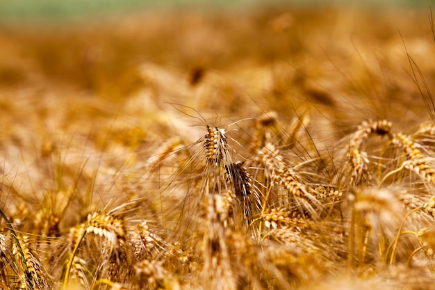 Goldener Roggen auf einem landwirtschaftlichen Feld im Sommer, Landwirtschaft für den Anbau von Roggen und die Ernte von Getreide