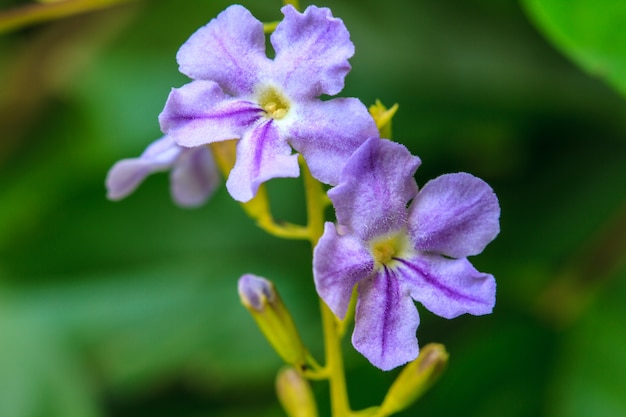 Goldener Tautropfen