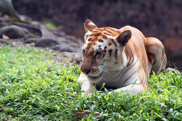 Goldener Tiger, der auf dem Gras stillsteht