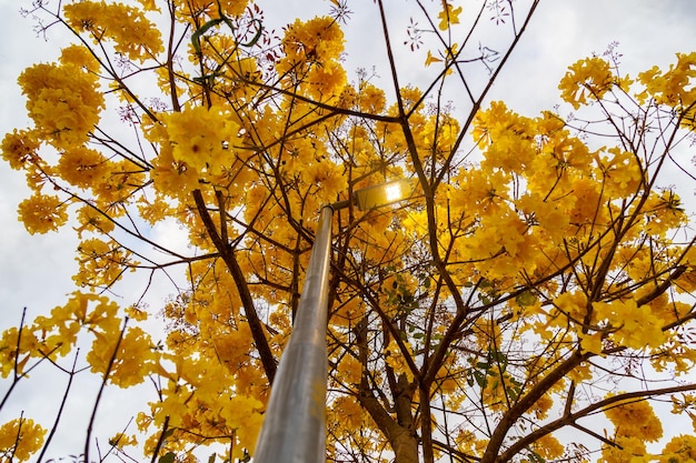 Goldener Trompetenbaum, auch bekannt als Yellow Ipe Tabebuia Alba Baum Handroanthus albus Brasilianischer Ipe