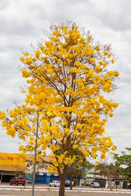 Goldener Trompetenbaum, auch bekannt als Yellow Ipe Tabebuia Alba Baum Handroanthus albus Brasilianischer Ipe