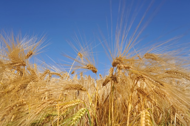 Goldener und reifer Weizen