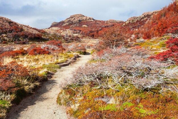 Goldener Wald in Patagonien